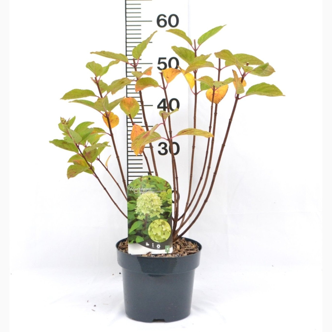 Syrenhortensia – Hydrangea paniculata 'Magical Candle'® - C3 20-40 CM